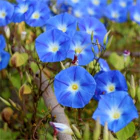 Nilblumen Öl